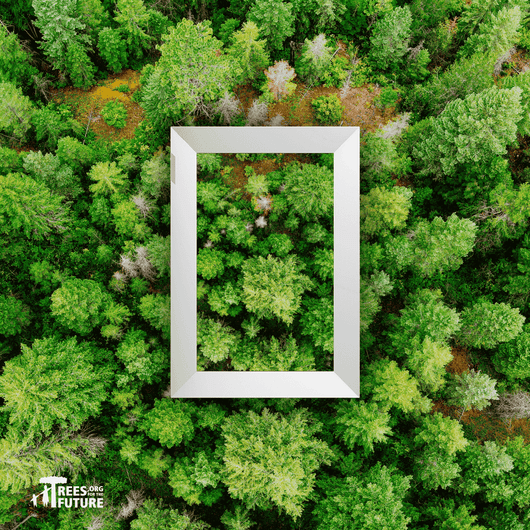 Smart frames for sustainable forests.