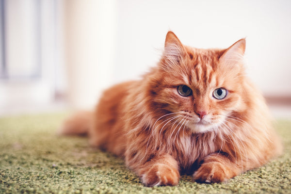 7 Fun Pet Photo Ideas: Pet Photography Tips and Tricks 🐾